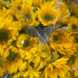 Meet your Posher, Maya